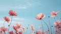 background pictures with flowers. large field of flowers on a sky blue background