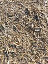 Background of pieces of dry reeds.Small dry grass.Vegetation in spring
