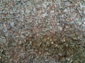 Background of pieces of preson woodchips texture Royalty Free Stock Photo