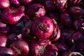 Background of a Pile of Purple Cipollini Onions