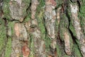 Background of pine bark of coniferous tree with moss and lichen, wood texture of large pine tree trunk, close up Royalty Free Stock Photo