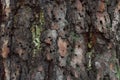 Background of pine bark of coniferous tree with moss and lichen, wood texture of large pine tree trunk, close up Royalty Free Stock Photo