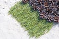 Background of pine needles on the sand with cones Royalty Free Stock Photo