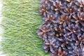 Background of pine needles on the sand with cones closeup Royalty Free Stock Photo