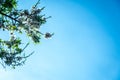 Background of pink almond tree blossoms on the branch of your tree Royalty Free Stock Photo