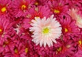 Close Up of Pink Artificial Daisy Flowers Royalty Free Stock Photo