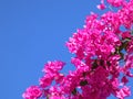 Background of pink Begonville flowers against blue sky on a sunny day Royalty Free Stock Photo