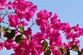 Background of pink Begonville flowers against blue sky on a sunny day Royalty Free Stock Photo