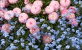 Background of pink bellis and blue flax flowers