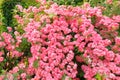 Background of pink blooming rose bush. Climbing Roses (Rosa) in a country cottage garden Royalty Free Stock Photo