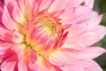 Background of pink blossoming dahlia