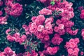 Background of pink bush roses close-up. Texture of greenery and flowers in garden. Beautiful bright colors. Template for greeting Royalty Free Stock Photo