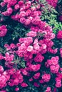 Background of pink bush roses close-up. Texture of greenery and flowers in garden. Floral backdrop. Beautiful emerald color. Royalty Free Stock Photo