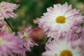 Background of pink chrysanthemum flower Royalty Free Stock Photo