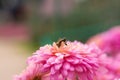 Background of pink chrysanthemum petals in a soft style. Bee close-up on a flower in the garden Royalty Free Stock Photo