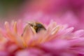 Background of pink chrysanthemum petals in a soft style. Bee close-up on a flower in the garden Royalty Free Stock Photo