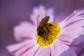 Background of pink chrysanthemum petals in a soft style. Bee close-up on a flower in the garden Royalty Free Stock Photo