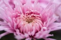 Background of pink chrysanthemums close-up. Flower design Wallpaper greeting cards calendar Royalty Free Stock Photo