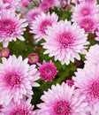 Background of pink chrysanthemums flowers. Beautiful big blossoms.