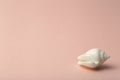 Background  pink color with seashells. Sea and ocean background with white shell. Copy space Royalty Free Stock Photo