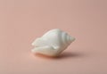 Background  pink color with seashells. Sea and ocean background with white shell. Copy space Royalty Free Stock Photo