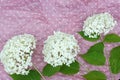 Background of pink color with white polka dots from crumpled paper and white hydrangea flowers Royalty Free Stock Photo