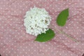 Background pink color in white polka dots from crumpled paper and a white hydrangea flower on it Royalty Free Stock Photo