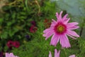 A background of a pink cosmos flower