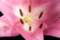 Background of pink flower of beautifu Lilium, lily, detail. Royalty Free Stock Photo