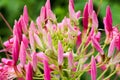 Background pink flower and sun light 83.