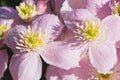 Background of pink flowers of Clematis