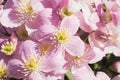 Background of pink flowers of Clematis Montana