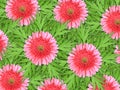 Background of pink flowers and green leaf Royalty Free Stock Photo