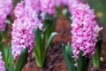 Background pink flowers hyacinths. Royalty Free Stock Photo