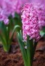 Background pink flowers hyacinths. Royalty Free Stock Photo