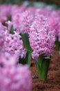 Background pink flowers hyacinths. Royalty Free Stock Photo