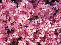 Background of pink flowers rhododendron or kalanchoe