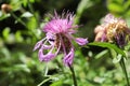 Background of pink knapweed flowers in bloom Royalty Free Stock Photo