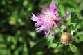 Background of pink knapweed flowers in bloom Royalty Free Stock Photo