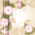 Background with pink Morning glory Royalty Free Stock Photo