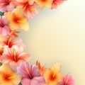 background with pink and orange hibiscus flowers Royalty Free Stock Photo