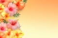 background with pink and orange hibiscus flowers Royalty Free Stock Photo