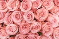 Background of pink orange and peach roses. Fresh pink roses. A huge bouquet of flowers. The best gift for women