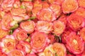 Background of pink orange and peach roses. Natural background of fresh roses. Soft focus Royalty Free Stock Photo