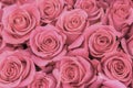 Background of pink and peach roses. Fresh pink roses. A huge bouquet of flowers. The best gift for women