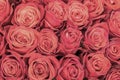 Background of pink and peach roses. Fresh pink roses. A huge bouquet of flowers. The best gift for women