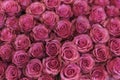 Background of pink and peach roses. Fresh pink roses. A huge bouquet of flowers. The best gift for women