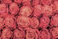 Background of pink and peach roses. Fresh pink roses. A huge bouquet of flowers. The best gift for women