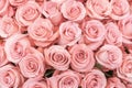 Background of pink and peach roses. Fresh pink roses. A huge bouquet of flowers. The best gift for women