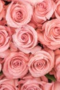 Background of pink and peach roses. Fresh pink roses. A huge bouquet of flowers. The best gift for women. vertical photo Royalty Free Stock Photo